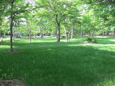 兜沼公園の芝生