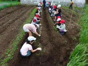 種イモ植え付け