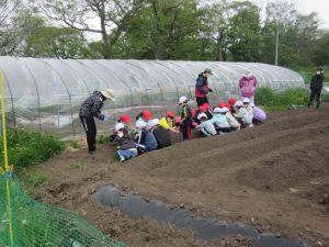 1年ニンジン種植え