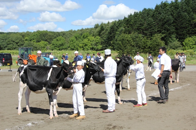 ホルスタイン共進会の様子